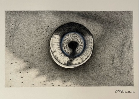 Alexandra_Thornton_Tiger_Shark_Eye.jpg