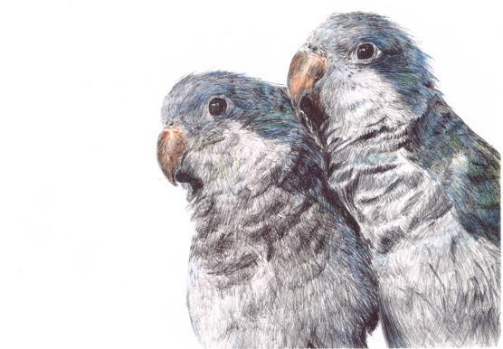 Amei_Richards_Parrots.jpg